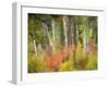 USA, Washington State, Kittitas County. Vine maple trees mixed in with some aspen trunks.-Julie Eggers-Framed Photographic Print