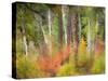 USA, Washington State, Kittitas County. Vine maple trees mixed in with some aspen trunks.-Julie Eggers-Stretched Canvas