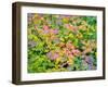 USA, Washington State, Kittitas County. Vine maple with fall colors.-Julie Eggers-Framed Photographic Print