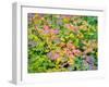 USA, Washington State, Kittitas County. Vine maple with fall colors.-Julie Eggers-Framed Photographic Print