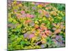 USA, Washington State, Kittitas County. Vine maple with fall colors.-Julie Eggers-Mounted Photographic Print