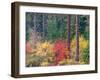 USA, Washington State, Kittitas County. Vine maple with fall colors.-Julie Eggers-Framed Photographic Print