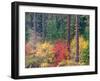 USA, Washington State, Kittitas County. Vine maple with fall colors.-Julie Eggers-Framed Photographic Print