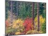 USA, Washington State, Kittitas County. Vine maple with fall colors.-Julie Eggers-Mounted Photographic Print