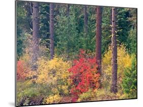 USA, Washington State, Kittitas County. Vine maple with fall colors.-Julie Eggers-Mounted Photographic Print