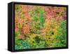 USA, Washington State, Kittitas County. Vine maple with fall colors.-Julie Eggers-Framed Stretched Canvas