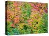 USA, Washington State, Kittitas County. Vine maple with fall colors.-Julie Eggers-Stretched Canvas