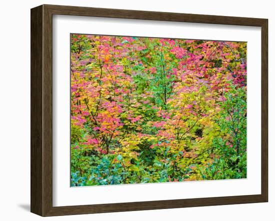 USA, Washington State, Kittitas County. Vine maple with fall colors.-Julie Eggers-Framed Photographic Print