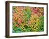 USA, Washington State, Kittitas County. Vine maple with fall colors.-Julie Eggers-Framed Photographic Print