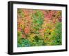 USA, Washington State, Kittitas County. Vine maple with fall colors.-Julie Eggers-Framed Photographic Print