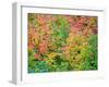 USA, Washington State, Kittitas County. Vine maple with fall colors.-Julie Eggers-Framed Photographic Print