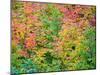 USA, Washington State, Kittitas County. Vine maple with fall colors.-Julie Eggers-Mounted Photographic Print