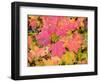 USA, Washington State, Kittitas County. Vine maple with fall colors.-Julie Eggers-Framed Photographic Print