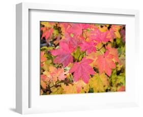 USA, Washington State, Kittitas County. Vine maple with fall colors.-Julie Eggers-Framed Photographic Print