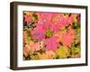 USA, Washington State, Kittitas County. Vine maple with fall colors.-Julie Eggers-Framed Photographic Print