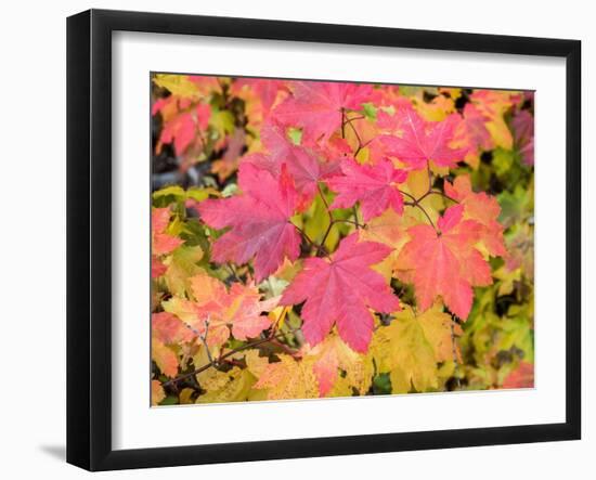 USA, Washington State, Kittitas County. Vine maple with fall colors.-Julie Eggers-Framed Photographic Print