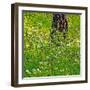 USA, Washington State, Leavenworth white flowering bush amongst Ponderosa Pine-Sylvia Gulin-Framed Photographic Print