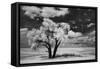 USA, Washington State, Lone tree in field in wheat-Terry Eggers-Framed Stretched Canvas