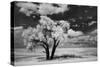 USA, Washington State, Lone tree in field in wheat-Terry Eggers-Stretched Canvas