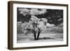 USA, Washington State, Lone tree in field in wheat-Terry Eggers-Framed Photographic Print