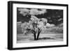 USA, Washington State, Lone tree in field in wheat-Terry Eggers-Framed Photographic Print