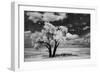 USA, Washington State, Lone tree in field in wheat-Terry Eggers-Framed Photographic Print