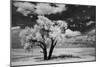 USA, Washington State, Lone tree in field in wheat-Terry Eggers-Mounted Photographic Print