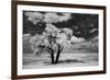 USA, Washington State, Lone tree in field in wheat-Terry Eggers-Framed Photographic Print