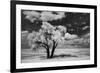 USA, Washington State, Lone tree in field in wheat-Terry Eggers-Framed Photographic Print