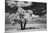 USA, Washington State, Lone tree in field in wheat-Terry Eggers-Mounted Photographic Print