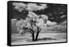 USA, Washington State, Lone tree in field in wheat-Terry Eggers-Framed Stretched Canvas