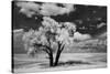 USA, Washington State, Lone tree in field in wheat-Terry Eggers-Stretched Canvas