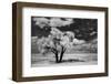 USA, Washington State, Lone tree in field in wheat-Terry Eggers-Framed Photographic Print