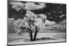 USA, Washington State, Lone tree in field in wheat-Terry Eggers-Mounted Photographic Print