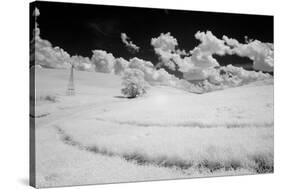 USA, Washington State, Lone tree in field of wheat-Terry Eggers-Stretched Canvas