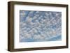 USA, Washington State. Mackerel sky makes compelling patterns in bright blue sky-Trish Drury-Framed Photographic Print