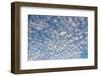 USA, Washington State. Mackerel sky makes compelling patterns in bright blue sky-Trish Drury-Framed Photographic Print