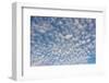 USA, Washington State. Mackerel sky makes compelling patterns in bright blue sky-Trish Drury-Framed Photographic Print