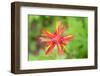 USA, Washington State. Macro detail Indian Paintbrush flower with selective focus-Trish Drury-Framed Photographic Print