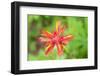 USA, Washington State. Macro detail Indian Paintbrush flower with selective focus-Trish Drury-Framed Photographic Print