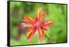 USA, Washington State. Macro detail Indian Paintbrush flower with selective focus-Trish Drury-Framed Stretched Canvas