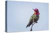 USA. Washington State. male Anna's Hummingbird flashes his iridescent gorget.-Gary Luhm-Stretched Canvas