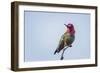 USA. Washington State. male Anna's Hummingbird flashes his iridescent gorget.-Gary Luhm-Framed Photographic Print