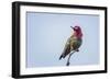 USA. Washington State. male Anna's Hummingbird flashes his iridescent gorget.-Gary Luhm-Framed Photographic Print