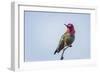 USA. Washington State. male Anna's Hummingbird flashes his iridescent gorget.-Gary Luhm-Framed Photographic Print