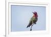 USA. Washington State. male Anna's Hummingbird flashes his iridescent gorget.-Gary Luhm-Framed Photographic Print