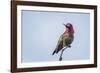 USA. Washington State. male Anna's Hummingbird flashes his iridescent gorget.-Gary Luhm-Framed Photographic Print