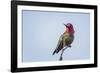USA. Washington State. male Anna's Hummingbird flashes his iridescent gorget.-Gary Luhm-Framed Photographic Print