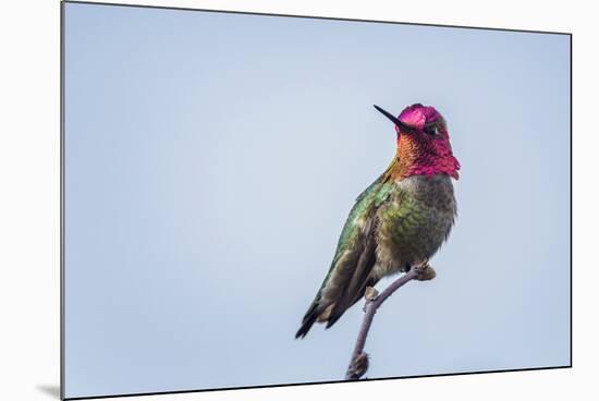 USA. Washington State. male Anna's Hummingbird flashes his iridescent gorget.-Gary Luhm-Mounted Photographic Print