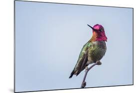 USA. Washington State. male Anna's Hummingbird flashes his iridescent gorget.-Gary Luhm-Mounted Photographic Print